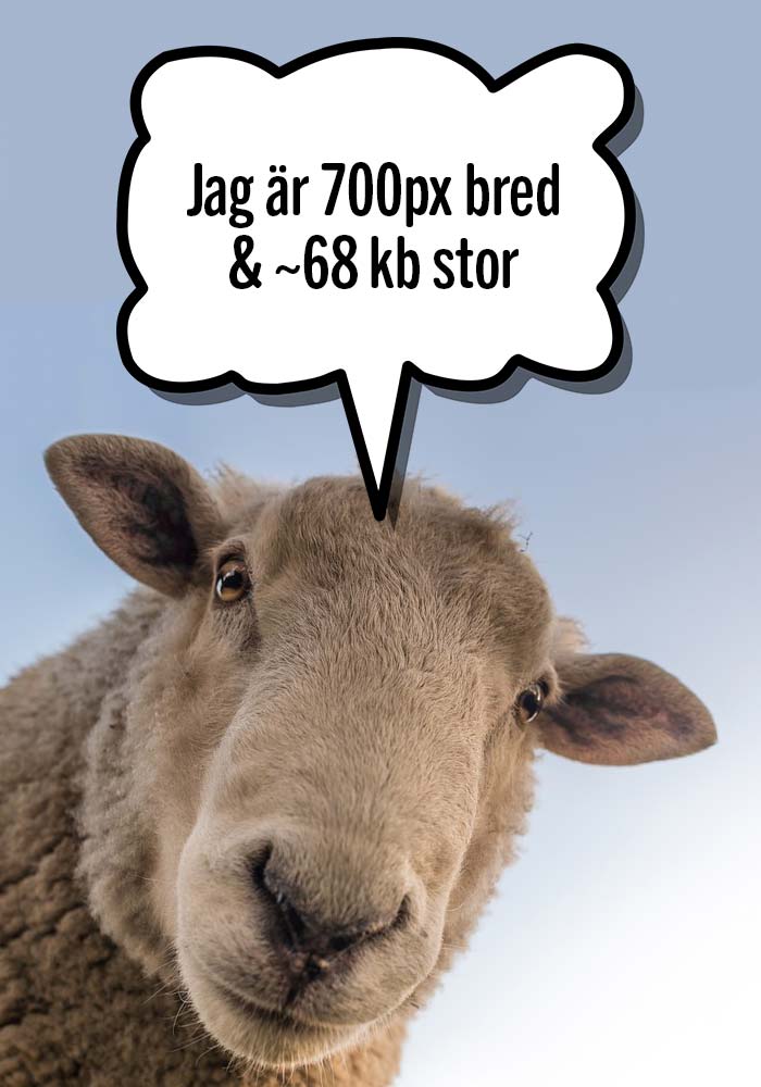 Får med pratbubbla som säger - Jag är 700px bred och ca 68kb stor. Bilden täcker 700 pixlar i bredd.