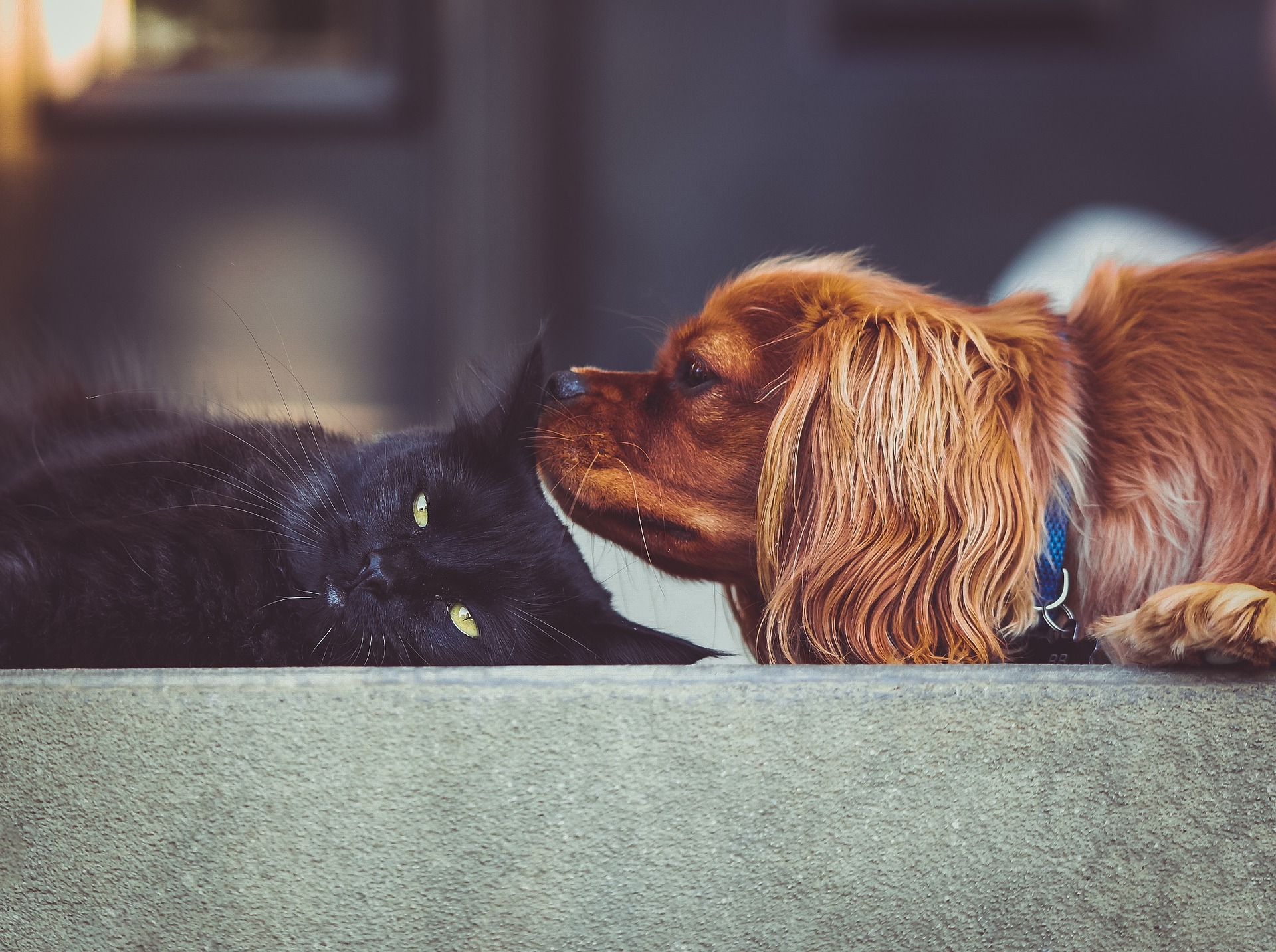 Kom närmare till din lokala veterinär på webben